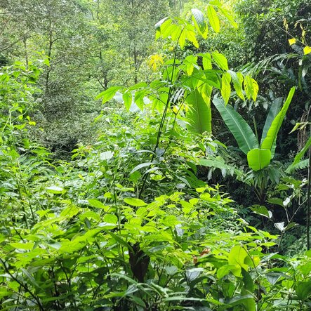 Tropical Forest Ambience album cover